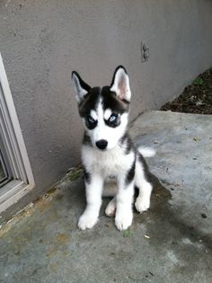 a husky puppy with blue eyes sitting on the ground next to a wall and door