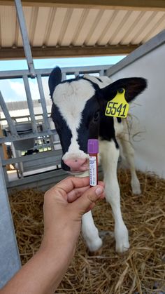 a person holding a small stick in front of a cow