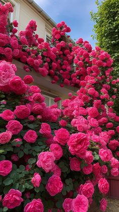 many pink flowers growing on the side of a building