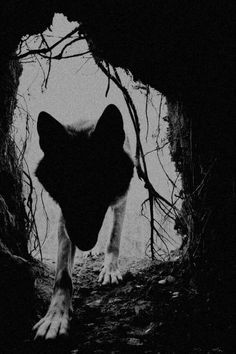 a black and white photo of a dog in the woods looking out from under a tree