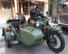 a man on a motorcycle with two dogs in the sidecar