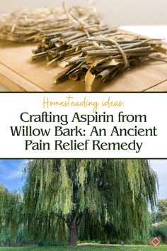 Discover how homesteaders have long relied on willow bark to create natural aspirin for pain relief. This ancient remedy is easy to make and an essential addition to your homestead’s herbal medicine cabinet. Learn the process and benefits of crafting your own aspirin from willow bark. Natural Aspirin, Willow Bark Tea, Willow Bark Benefits, White Willow Bark Benefits, White Willow Bark, Willow Tree Bark, Herbal Medicine Cabinet, Pain Relief Remedies, Willow Bark