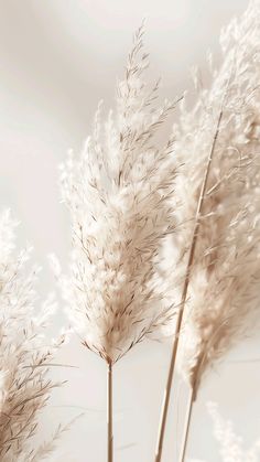 some very pretty white plants with long stems