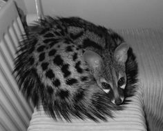 a cat sitting on top of a bed next to a radiator