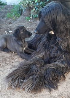 a large black dog laying on top of a dirt ground next to a small brown dog