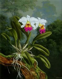 two white orchids with pink and yellow flowers on a mossy tree branch in front of a painting