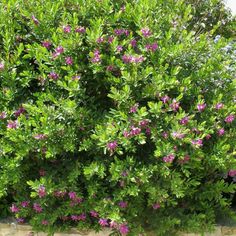 a bush with purple flowers growing on it