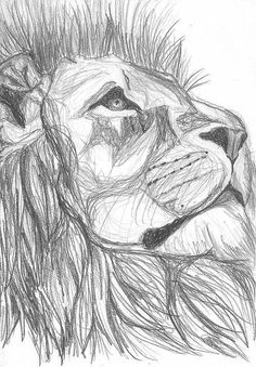 Basically what is explains :) Sketch Lion, Lion Sketch, Lion Drawing, Drawing Eyes, Drawing Hair, Art Drawings Sketches Pencil