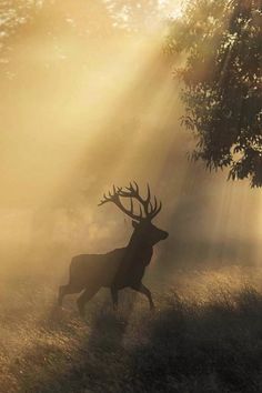 the deer is walking through the foggy field