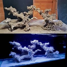 two different types of corals are shown in this photo, one is blue and the other is white