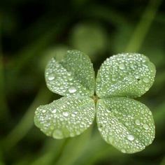 a four leaf clover with water droplets on it's petals and the caption, deger verigin sey