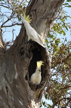 two white birds are perched in the hollow of a large tree, one is yellow and the other is white