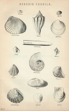 an old book with different types of seashells