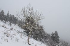 a lone tree on a snowy mountain side