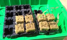 several trays filled with food sitting on top of a green table next to each other