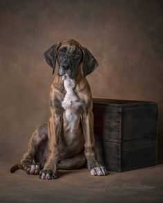 a large brown dog sitting next to a wooden box on a brown background in front of a black backdrop