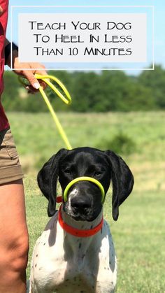 a black and white dog with a yellow frisbee in its mouth is being held by a person