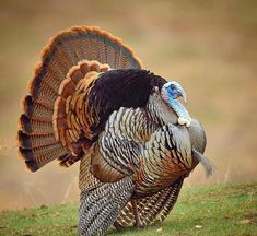 a large bird standing on top of a lush green field