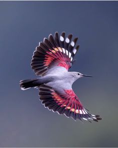 a bird flying through the air with its wings spread