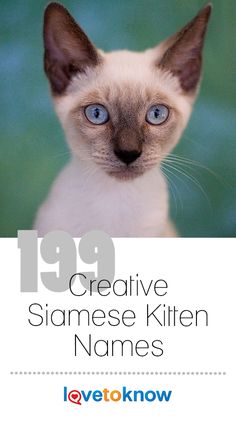 a siamese cat with blue eyes is featured in the top ten creative kitten names