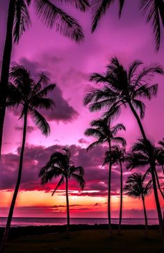 palm trees are silhouetted against an orange and purple sunset