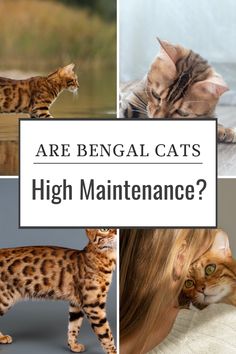 there are many different pictures of cats with caption that says, are bengal cats high maintenance?