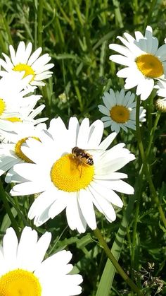 a bee is sitting on top of some daisies