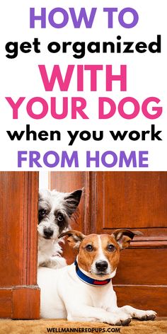 two dogs sitting next to each other with the words how to get organized with your dog when you work from home