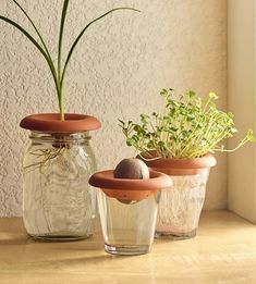 three jars with plants in them sitting on a table