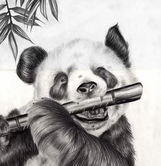 a pencil drawing of a panda bear holding a bamboo stick in its mouth and looking at the camera