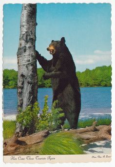 a person holding up a polaroid photo of a bear next to a tree and water