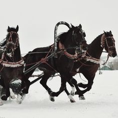 two black horses pulling a sleigh in the snow with people on it's back