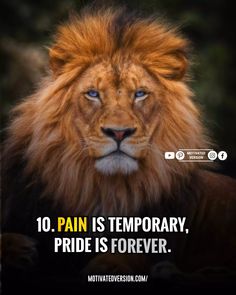 a lion with the caption 10 pain is temporary, pride is forever