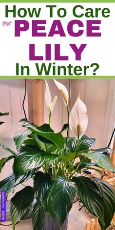 a potted plant with the words how to care for peace lily in winter?