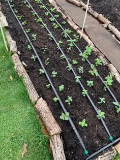 a garden filled with lots of dirt and plants growing in the ground next to each other