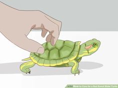 a small turtle being petted by someone's hand on top of the ground