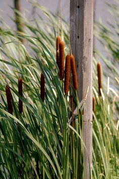 tall grass growing next to a wooden pole