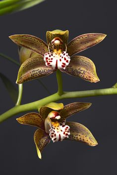 two brown and white orchids with green stems