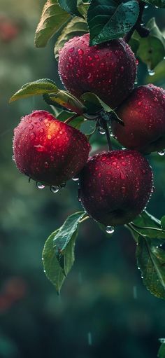 three red apples hanging from a tree in the rain