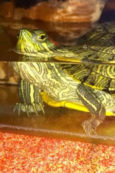 two turtles sitting on top of each other in an aquarium