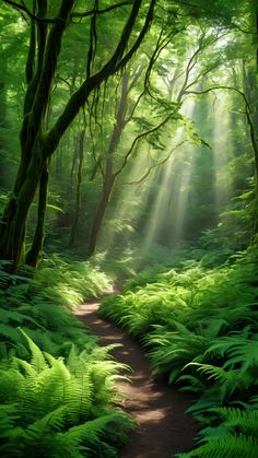 the sun shines through the trees and leaves in this green forest with ferns on the ground