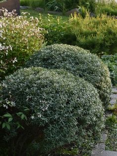 an image of a garden setting with flowers and plants