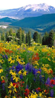 wildflowers and other flowers are in the foreground with mountains in the background