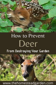 deer in the woods with text overlay how to prevent deer from destroying your garden