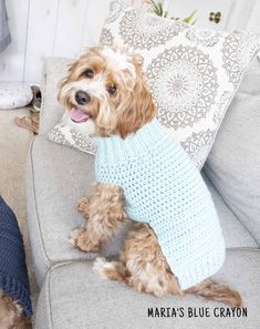 a dog wearing a sweater sitting on a couch