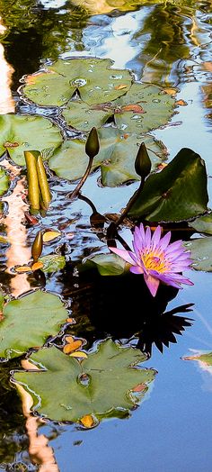 a pink flower floating on top of a pond filled with lily pads and water lilies