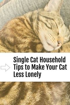 a cat sleeping on top of a couch with the caption, single cat household tips to make your cat less lonely