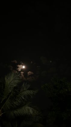 the full moon is shining brightly in the night sky over some palm trees and bushes