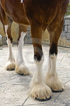 two brown horses standing next to each other on a stone floored area with trees in the background