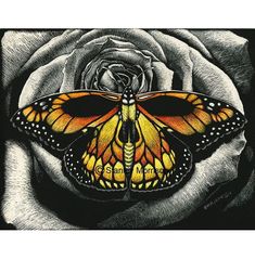 a yellow butterfly sitting on top of a white rose in front of a black background